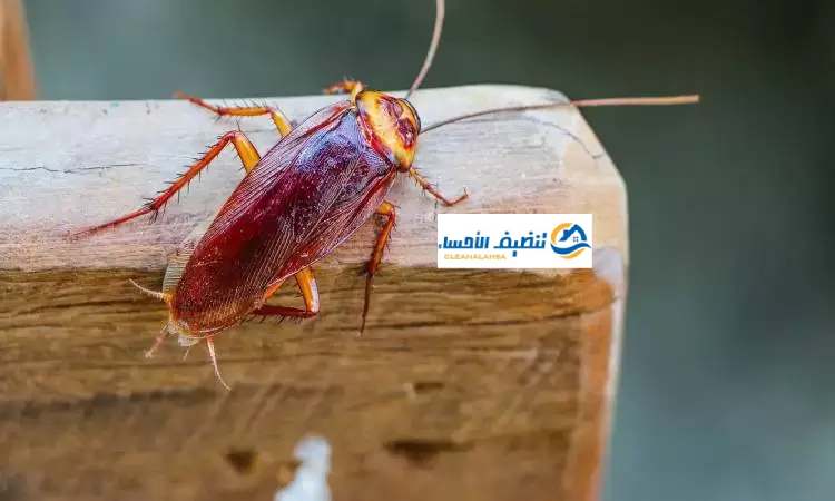 مكافحة الصراصير