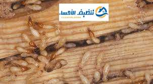مكافحة النمل الابيض